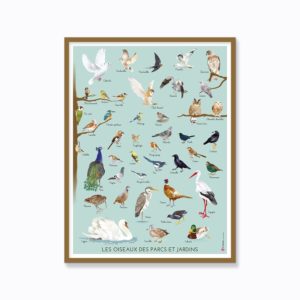 Poster – Les oiseaux des parcs et jardins